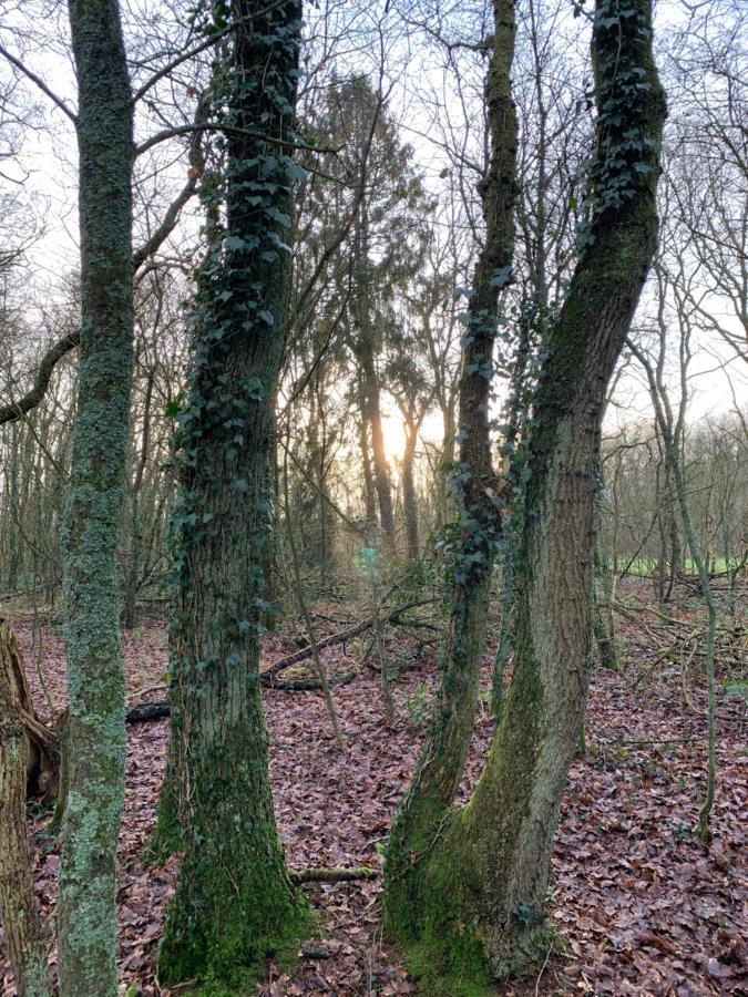 'T Holten Huus - Puur Genieten In Het Bos. Norg Dış mekan fotoğraf