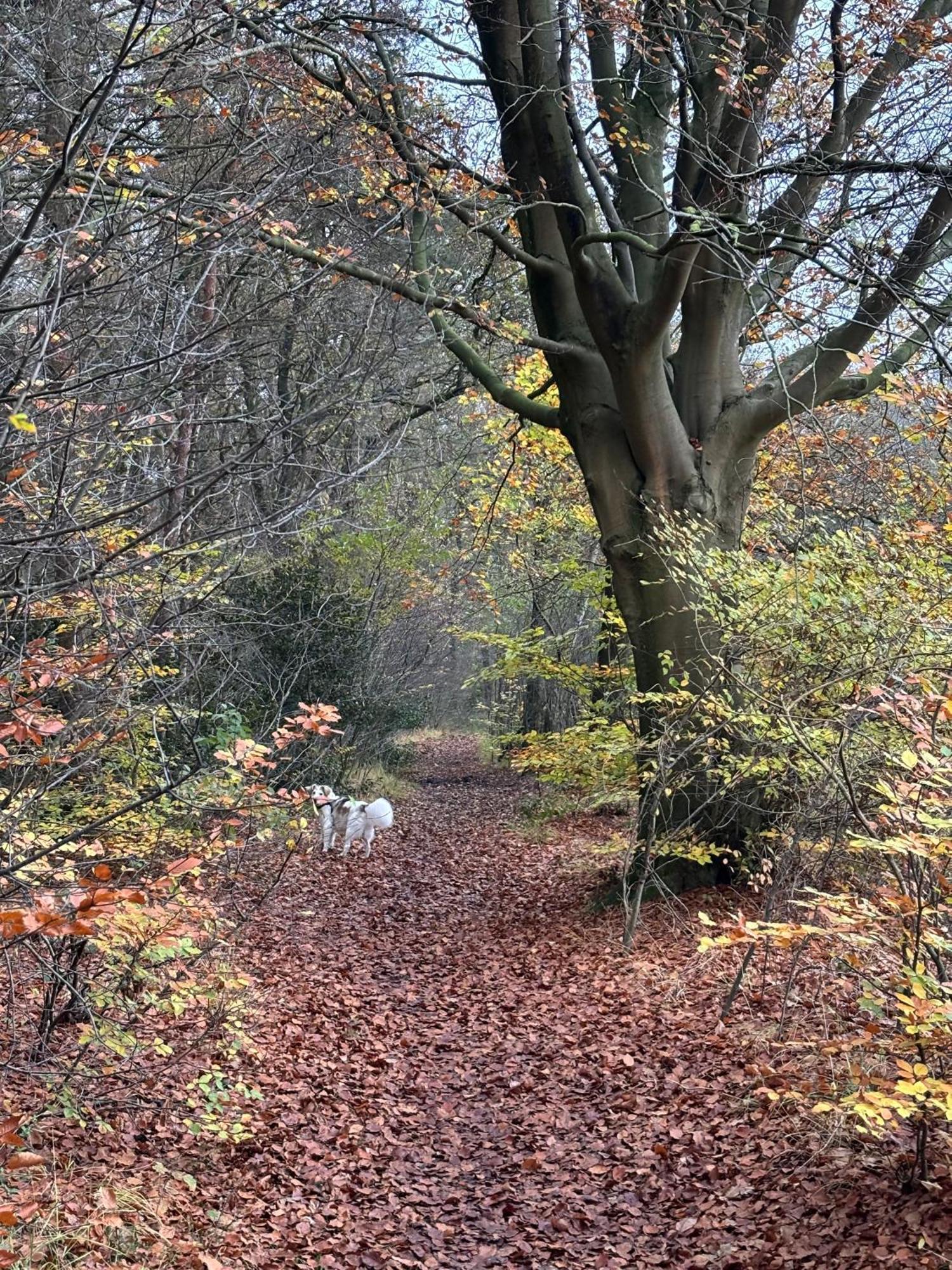 'T Holten Huus - Puur Genieten In Het Bos. Norg Dış mekan fotoğraf